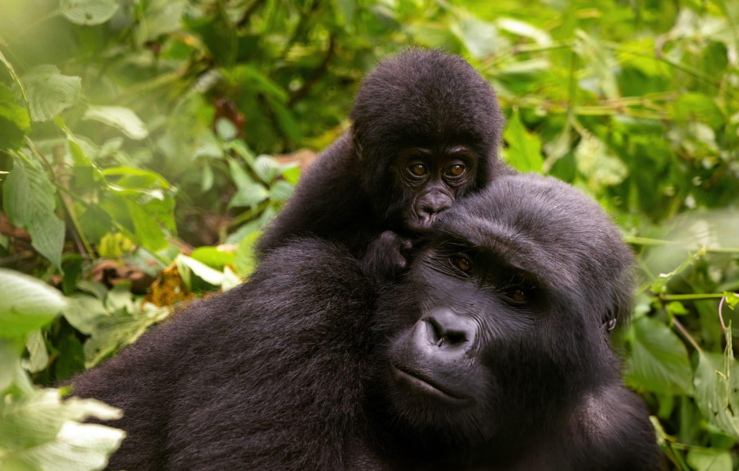Gorilla Family Bonds